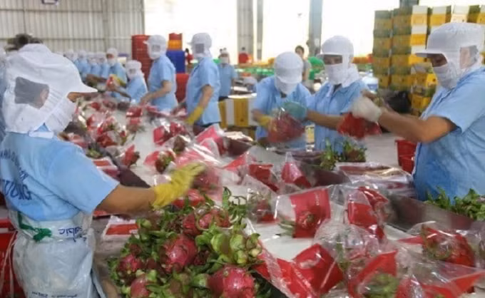 Đóng gọi thanh long chuẩn bị cho xuất khẩu. Ảnh minh họa