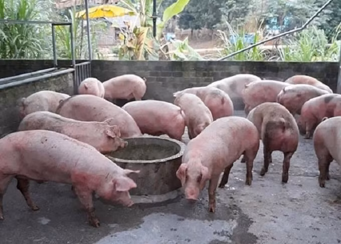 Giá heo hơi hôm nay 29/7, duy trì ngưỡng cao, quanh mốc 90.000 đồng/kg. Ảnh: TL