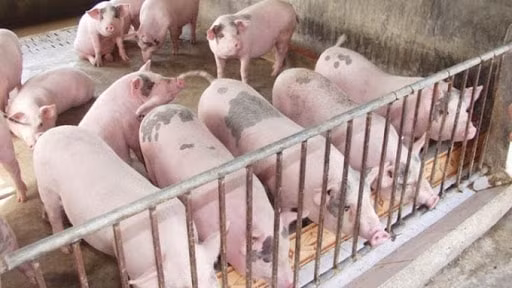 Giá heo hơi miền Bắc tăng cao nhất cả nước đạt mốc 73.000 đồng/kg. Ảnh: TL.