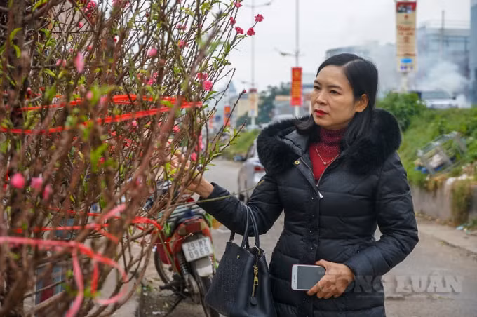 Chị Trần Thị Thu Lan chia sẻ: “Tôi mua đào về trang trí dịp Giáng sinh và tết Dương lịch. Tuy những cánh hoa đào này nở sớm không to, đẹp và đều cánh như chính vụ nhưng vẫn giữ được vẻ đẹp vốn có của nó“.