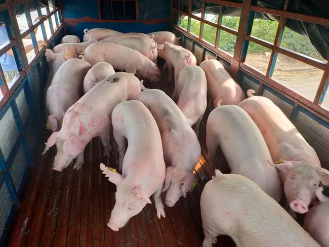 Giá heo hơi hôm nay 19/12: Biến động trái chiều trong khoảng 67.000 - 74.000 đồng/kg. Ảnh minh họa.