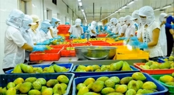 Xuất khẩu rau quả của Việt Nam tiếp tục giảm 11,7% so với cùng kỳ. Ảnh minh họa.