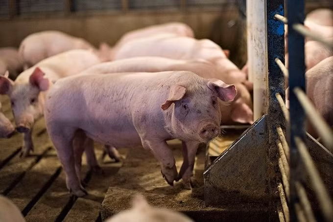 Giá heo hơi đồng loạt tăng từ 1.000 - 3.000 đồng/kg ở nhiều vùng chăn nuôi. Ảnh minh họa.