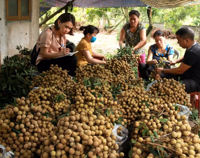 Các cơ quan chức năng, chính quyền địa phương cần có những định hướng và hỗ trợ bà con trong việc sản xuất, bảo quản nông sản để đưa nhãn lồng Hưng Yên 