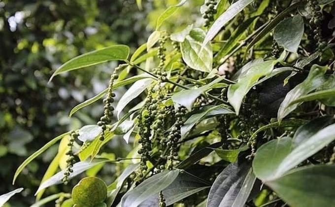 Giá tiêu hôm nay vẫn giữ được mốc 50.000 đồng/kg. Ảnh minh họa.