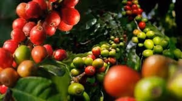 Giá cà phê hôm nay (28/8) tiếp tục tăng nhẹ 100 đồng/kg. Ảnh minh họa.