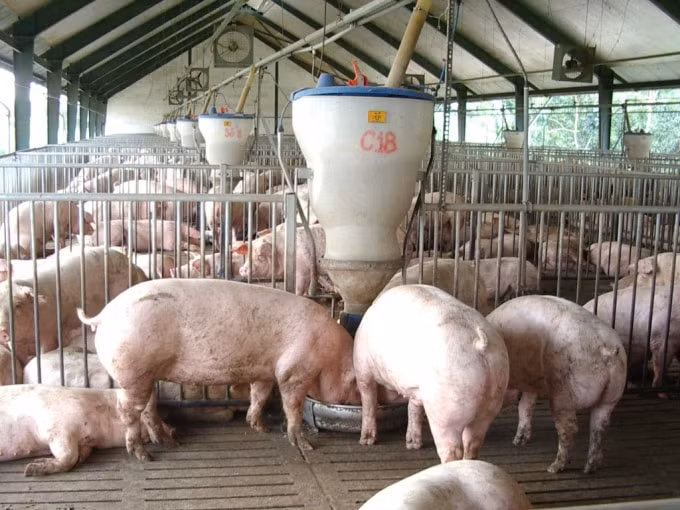 Giá heo hơi hôm nay 24/8: Không có nhiều biến động trên cả nước. Ảnh minh họa.