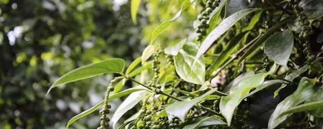 Giá tiêu đã vượt mức 50.000 đồng/kg. Ảnh minh họa.