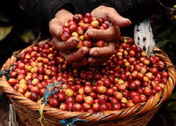 Giá cà phê trong nước hôm nay tăng trở lại, mức tăng 100 đồng/kg. Ảnh minh họa.