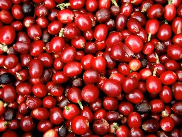 Giá cà phê hôm nay tăng mạnh 500 đồng/kg. Ảnh minh họa.