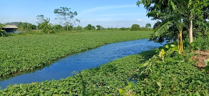 Người dân phản ánh nhiều đoạn kênh tiêu vẫn chưa được xây dựng, bèo phủ kín mặt nước, ảnh hưởng tiêu thoát nước.
