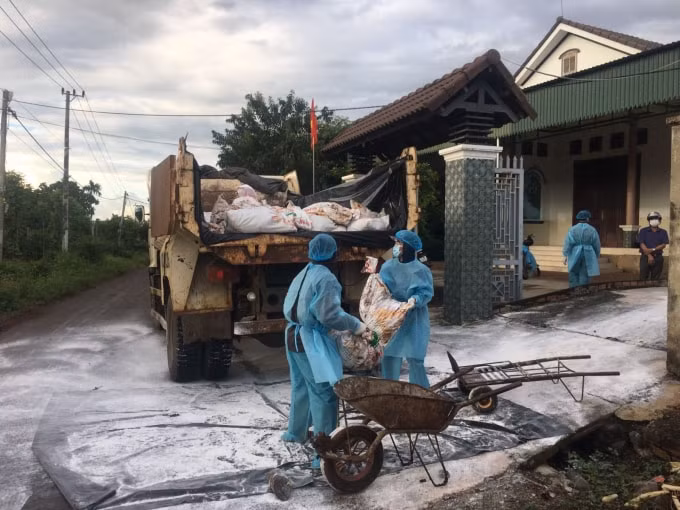Lực lượng chức năng tiến hành tiêu hủy đàn gà bị cúm A/H5N6. Ảnh: Sở Y tế Đắk Lắk
