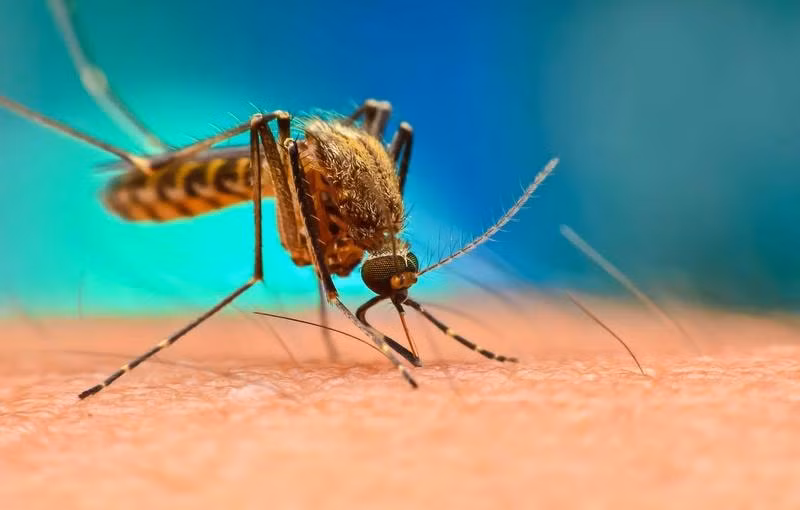 Dự kiến, kế hoạch thả muỗi đực Aedes aegypti tại quần đảo Florida Keys sẽ diễn ra vào năm 2021 và kéo dài trong 2 năm, nhằm làm giảm số lượng muỗi ở toàn bang Florida. Ảnh: internet.