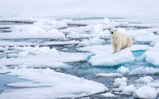 Các nhà khoa học dự kiến Bắc Cực sẽ tan băng hoàn toàn vào năm 2035. Ảnh: internet.