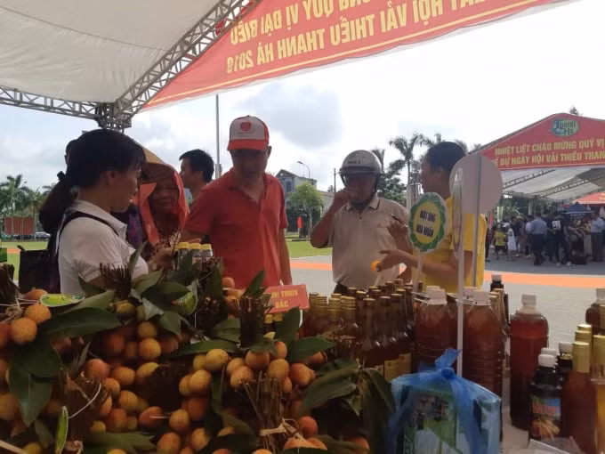 Năm nay là năm đầu tiên vải thiều Thanh Hà được Nhật Bản nhập khẩu theo đường chính ngạch. Ảnh: Ngọc Thành