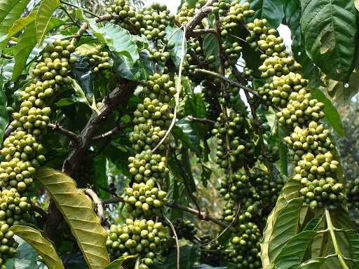 Giá hồ tiêu tăng mạnh phụ thuộc vào nhu cầu của thế giới. Ảnh: TL.
