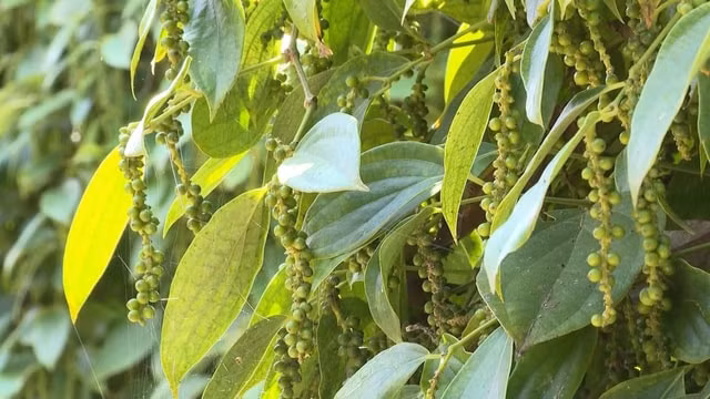 Giá tiêu hôm nay đi ngang, cao nhất 51.000 đồng/kg. Ảnh minh họa.
