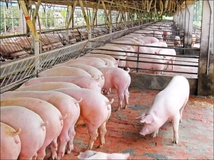 Giá heo hơi hôm nay tiếp tục giảm 1.000 - 4.000 đồng/kg trên cả 3 miền. Ảnh minh họa.