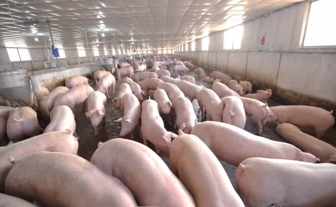 Giá heo hơi hôm nay xuống giá, thấp nhất 80.000 đồng/kg. Ảnh minh họa.