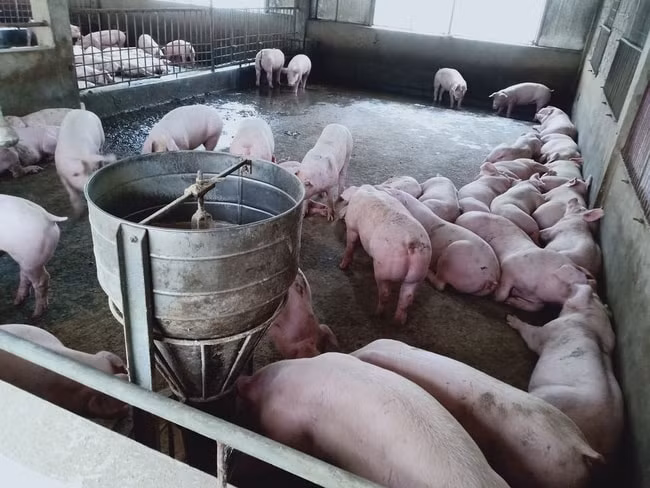 Giá heo hơi hôm nay 20/9 tiếp tục tăng nhẹ ở một số địa phương. Ảnh minh họa.