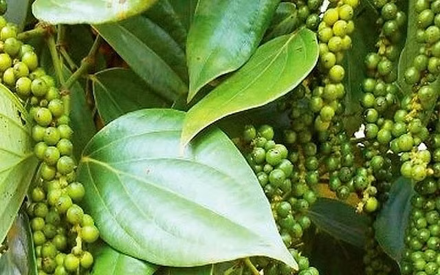 Giá tiêu hôm nay 29/9: Không nhiều biến động. Ảnh minh họa.