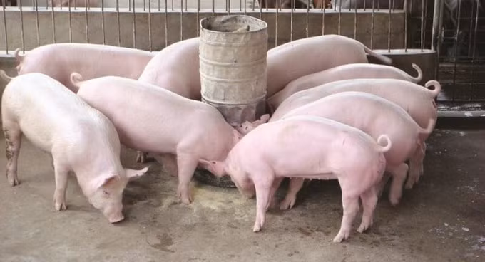 Giá heo hơi hôm nay nhích nhẹ 1.000 đồng/kg ở một số tỉnh phía Nam. Ảnh minh họa.