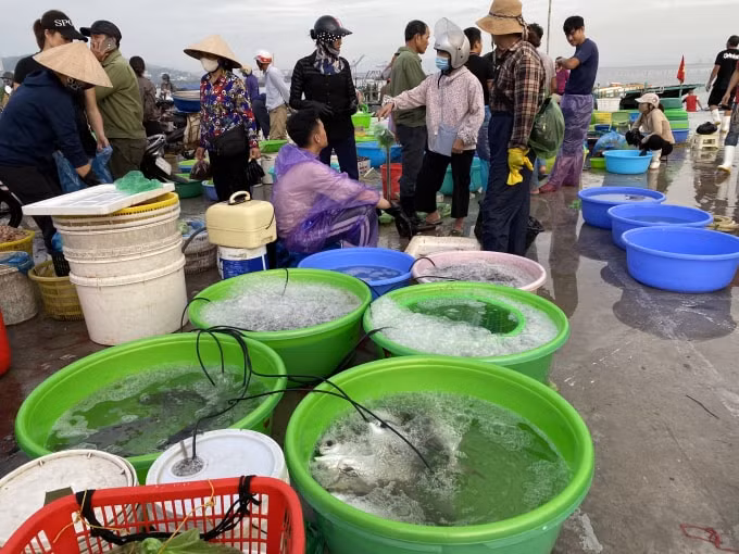 Những chậu Hải sản tươi sống vừa được chuyển từ ngoài khơi vào chợ. Ảnh: Dương Lâm