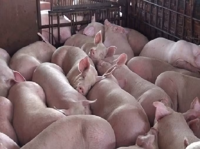 Giá heo hơi hôm nay 22/9: Biến động trái chiều trên toàn quốc. Ảnh minh họa.