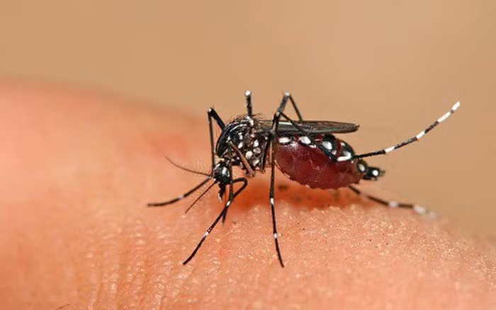 Virus Dengue gây bệnh sốt xuất huyết lây truyền qua đường muỗi đốt. Ảnh: internet.