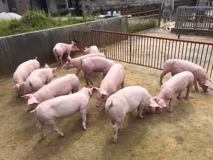 Giá heo hơi hôm nay tăng nhẹ trở lại, nhiều nơi quay về mốc 80.000 đồng/kg. Ảnh minh họa.