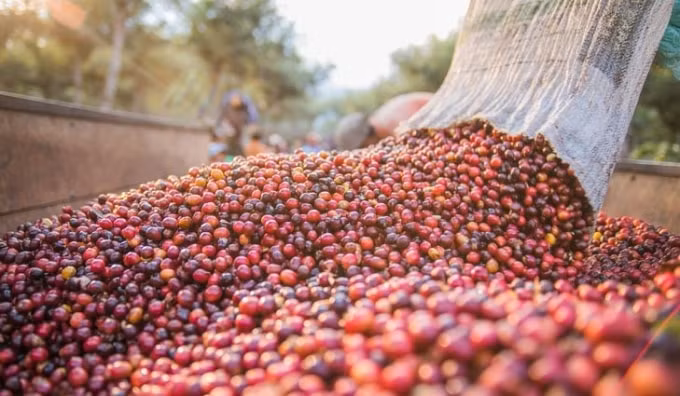 Giá cà phê hôm nay (4/9): Biến động mạnh vượt mốc 34.000 đ/kg. Ảnh minh họa.