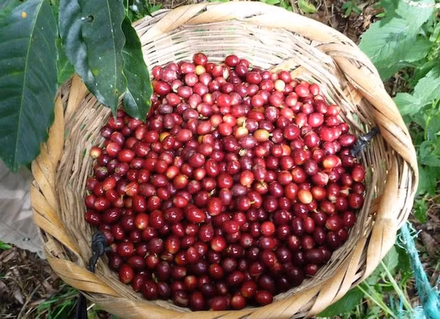 Giá cà phê biến động nhẹ. Ảnh: TL.