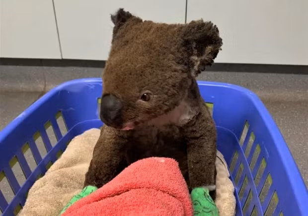 Một con gấu túi bị bỏng nặng có tên là Paul được nhìn thấy tại Bệnh viện Koala Port Macquarie sau khi được giải cứu vào tháng 11 năm ngoái. Nó đã chết vào tháng Sáu. Ảnh: Bệnh viện Port Macquarie Koala