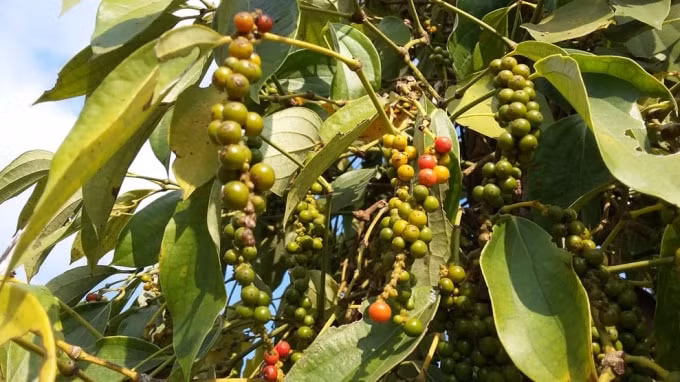 Giá hồ tiêu hôm nay dao động trong khoảng 47.500 - 50.000 đồng/kg. Ảnh minh họa.