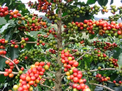 Giá cà phê hôm nay (5/9) đồng loạt tăng nhẹ, chốt giá 34.000 đồng/kg. Ảnh: TL.