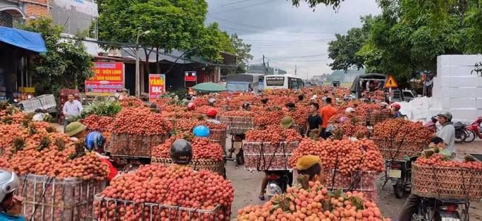 Người dân tấp nập đi giao thương tại vựa vải thiều Lục Ngạn. Ảnh: Thuỷ Tiên