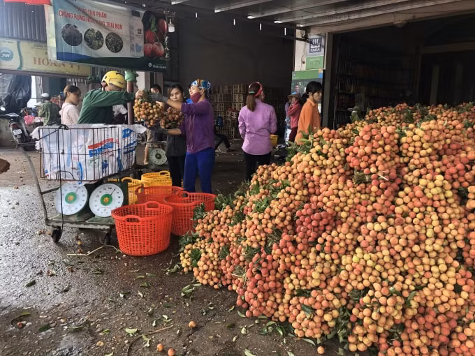 Các điểm cân vải tại Huyện Lục Ngạn. Ảnh: Thuỷ Tiên