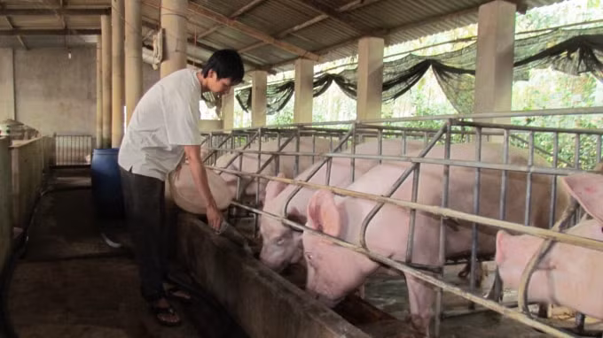 Các hộ chăn nuôi lợn chăm sóc đàn lợn chuẩn bị xuất chuồng. Ảnh: DKT