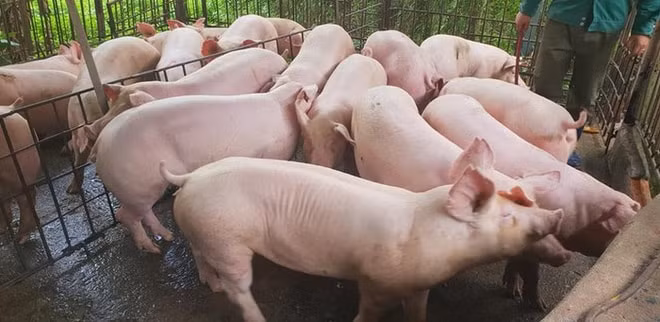 Nhiều doanh nghiệp đã nhanh chóng đăng ký nhập khẩu lợn. Ảnh minh họa