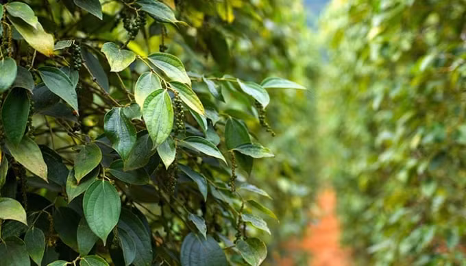 Giá tiêu hôm nay mức giá cao nhất ở ngưỡng 53.500 đồng/kg được ghi nhận ở Bà Rịa - Vũng Tàu. Ảnh minh họa.