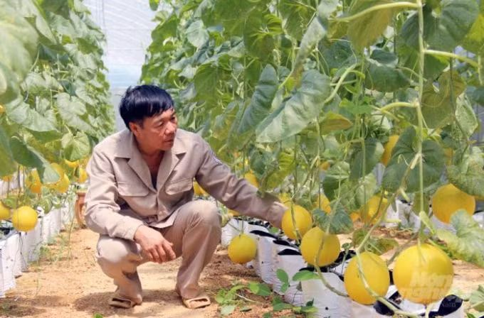 Nhiệm kỳ 2020 – 2025, nông nghiệp Thanh Hóa phấn đấu tăng giá trị sản xuất bình quân 2,9%/năm. Ảnh: V. Dũng