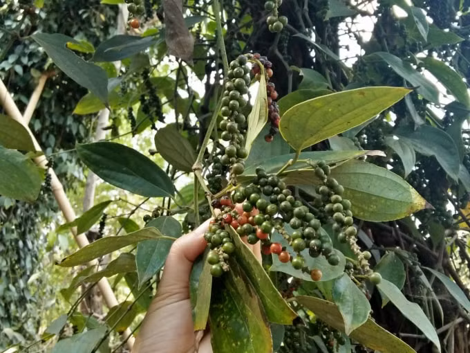 Gia hồ tiêu tiếp tục tăng sốc 500 - 1.000 đồng/kg. Ảnh minh họa.