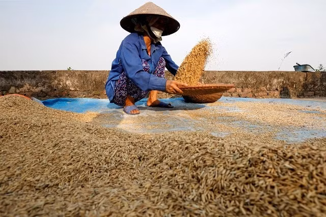 Nhu cầu cao cùng với nguồn cung hạn hẹp đã giúp giá gạo Việt Nam đạt mức cao nhất trong 1 năm.&nbsp;