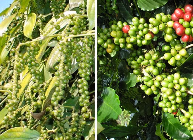 Giá cà phê, hồ tiêu hôm nay 13/6 đều giảm. Ảnh: TL.
