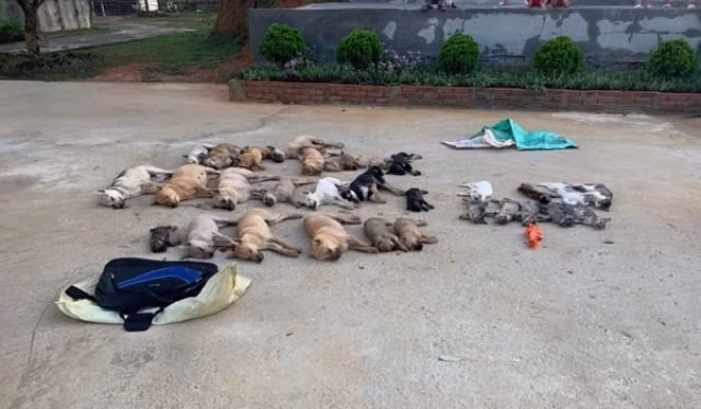 Hàng chục con chó, mèo bị đánh bả chết.