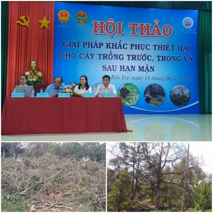 Tìm giải pháp khắc phục thiệt hại do hạn mặn.