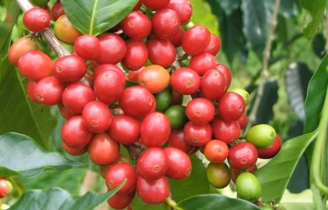 Giá cà phê hôm nay 7/11: Tiếp tục tăng 200 - 300 đồng/kg,
