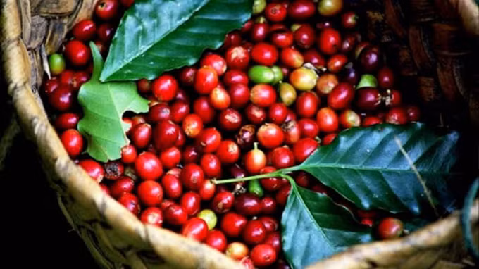 Giá cà phê hôm nay 14/12: Tăng mạnh, gao dịch quanh mốc 33.000 đồng/kg. Ảnh minh họa.
