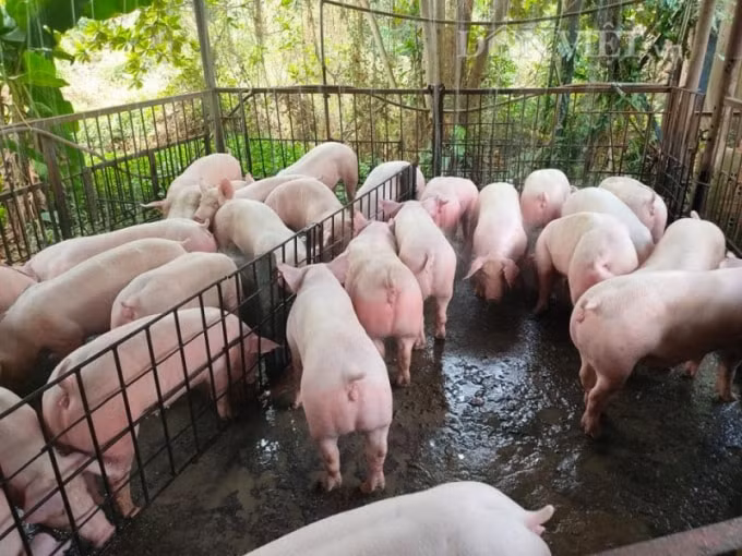 Giá heo hơi hôm nay 5/11: Đà tăng đã chững lại, cao nhất là 77.000 đồng/kg. Ảnh minh họa.