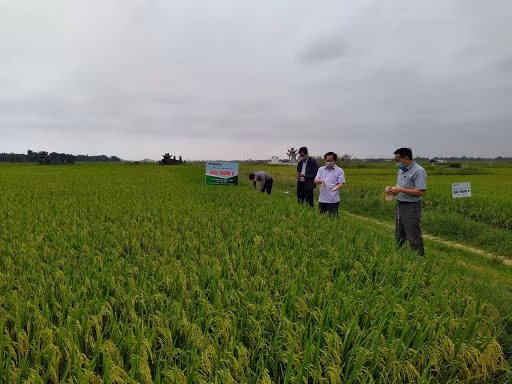 Các tỉnh miền Trung cần kinh phí để khôi phục sản xuất nông nghiệp. Ảnh minh họa.